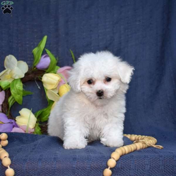 Bunny (Tiny), Bichon Frise Puppy